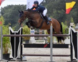 broodmare Billy Reel (anglo european sporthorse, 2006, from Billy Congo)