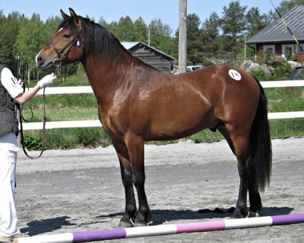stallion Klockas Emir 33 NF (New Forest Pony, 2004, from Klockas Zimon 27 NF)
