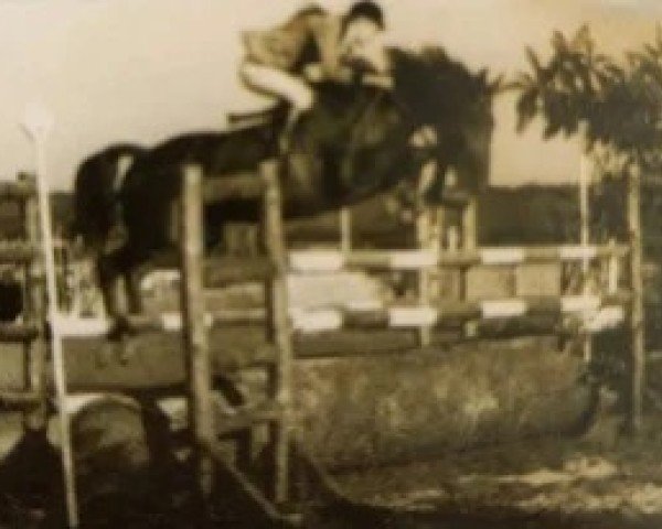 Broodmare Urgande B (Selle Français, 1964, from Prince Du Cy)