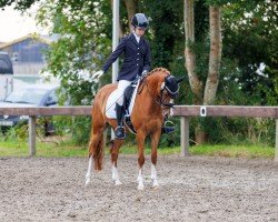 Broodmare Aurelias Rianna (German Riding Pony, 2016, from HET Golden Dream)