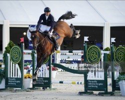 Jumper Diams Brimbelles Z (Zangersheide Riding Horse, 2012, from Darco)