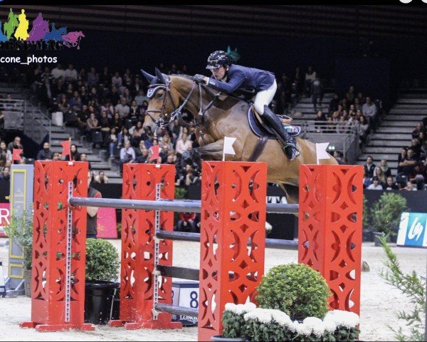 jumper Viti de Longa (Selle Français, 2009, from Contendro I)