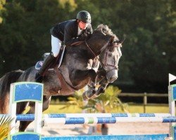Stallion Chapman Et (KWPN (Dutch Warmblood), 2007, from Douglas)
