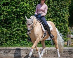 dressage horse Valentinos Vräulein (German Riding Pony, 2012, from Valiant Starlight)