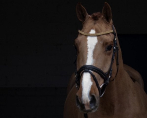 jumper Mont Ventoux (KWPN (Royal Dutch Sporthorse), 2017, from Vagabond de la Pomme)