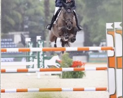 Cavallo da salto Echo VH Gerendal Z (Zangersheide Reitpferd, 2012, di Echo van het Spieveld)