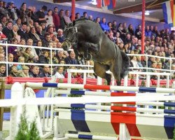 Deckhengst Donthargos (Oldenburger Springpferd, 2017, von Don Diarado)