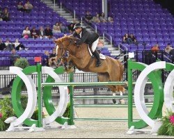 Jumper Conny 409 (Oldenburger Jumping Horse, 2014, from Conthargos)