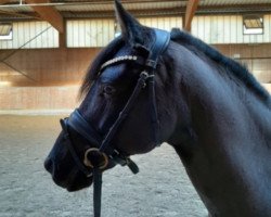 dressage horse Magic Mowgli (KWPN (Royal Dutch Sporthorse), 2010)
