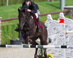 jumper Jezebel van de Veldhoek (Belgian Warmblood, 2009, from Warrant)