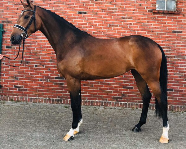 broodmare Rica (Oldenburg show jumper, 2017, from Chacco's Son II)