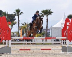 Stallone da monta Consotho (Cavallo Sportivo Tedesco, 2006, di Con Sherry)