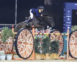Jumper Matador (Belgian Warmblood, 2012, from Emerald van 't Ruytershof)
