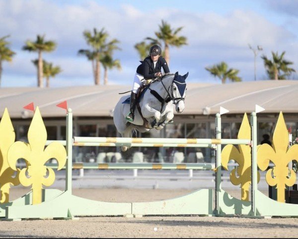 Jumper Kardamon (Polish Warmblood, 2006, from Avero)