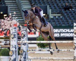 Jumper Calida FRH (Hanoverian, 2017, from Casino Berlin OLD)