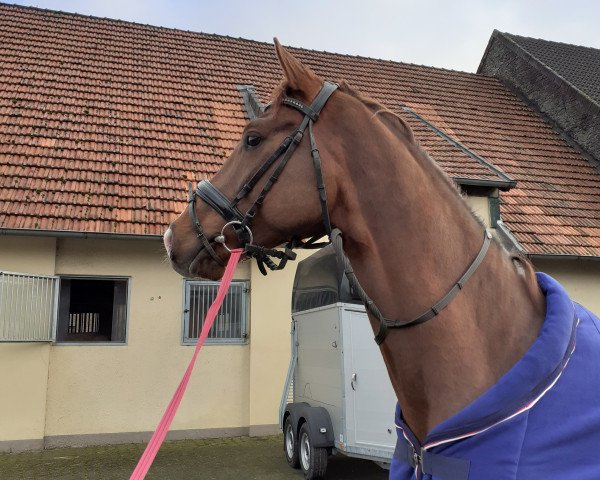 horse Dr.Lorenz (Westphalian,  , from Dimaggio)