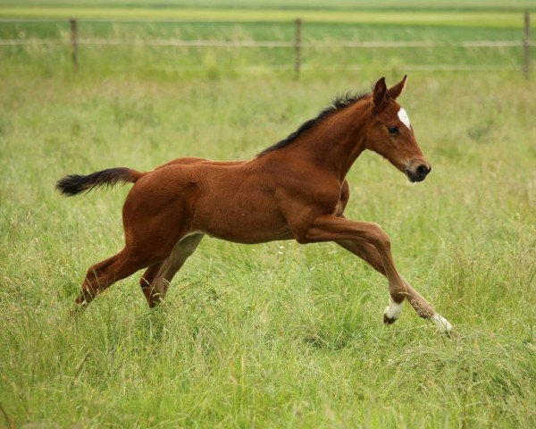 horse Coeur de Lionne 7 (German Sport Horse, 2014, from Cachassini)