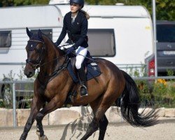 Jumper Tacucu (German Sport Horse, 2019, from Titulus)
