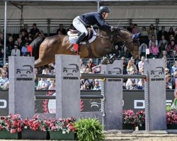 Jumper MGH Candy Girl (Irish Sport Horse, 2013, from Sligo Candy Boy)
