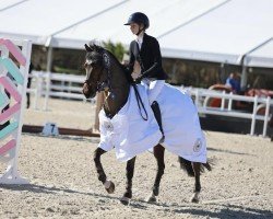 Cavallo da salto Renkum Kickstart (sconosciuto, 2017)