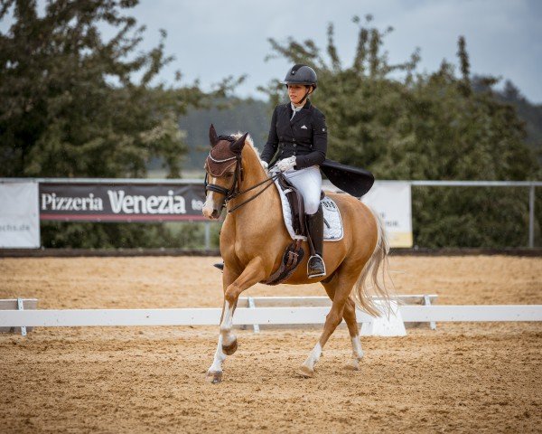 Cheval de Dressage Dahabu R (Poney de selle allemand, 2009, de Don Davidoff 5)