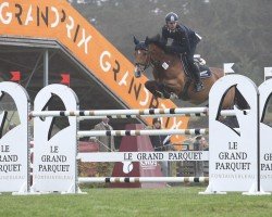 Cavallo da salto Borita 2 (Holsteiner, 2009, di Boritas)
