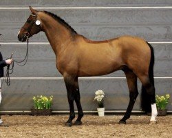 Jumper Leopoldo 200 FIN (Oldenburger Jumping Horse, 2003, from Ludwig von Bayern 168 FIN)
