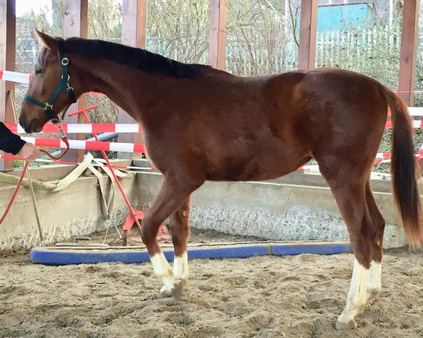 broodmare Sweet Caroline 18 (Westphalian, 2019, from So Unique)