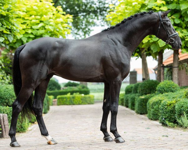 stallion Iowa Gold (Oldenburg, 2017, from Asgard's Ibiza)