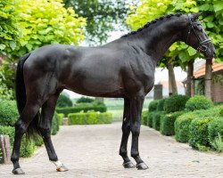 Deckhengst Iowa Gold (Oldenburger, 2017, von Asgard's Ibiza)