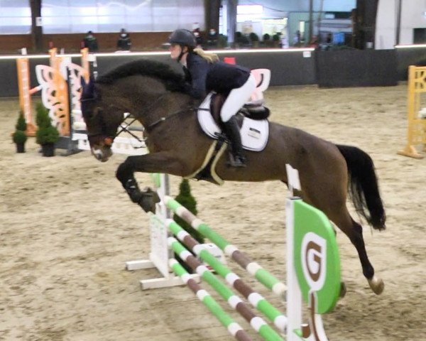 Springpferd Casemiro (Oldenburger Springpferd, 2016, von Casino Grande)