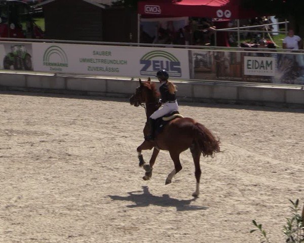 Reitturnier Dorfchemnitz 2025