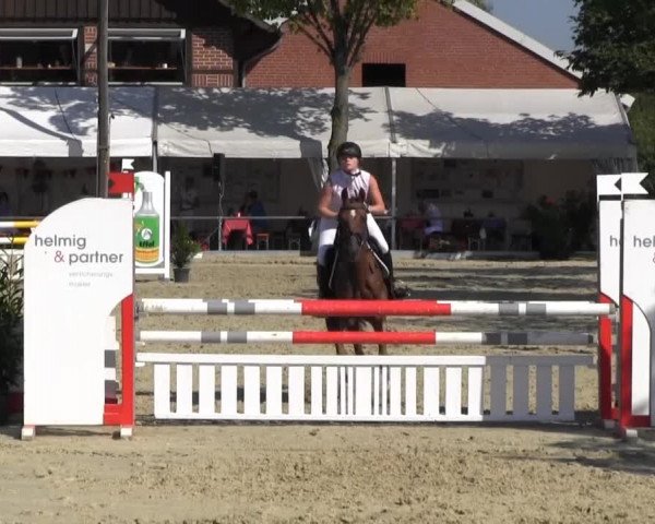 Reitturnier Senden 2014