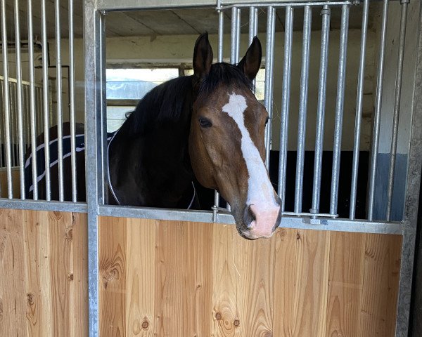 dressage horse Faceman (Hanoverian, 2010, from Fürst Nymphenburg)