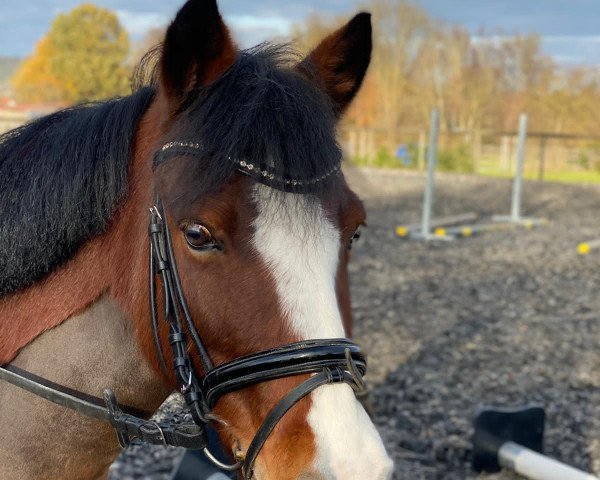 dressage horse Ronja 2118 (unknown, 2006)