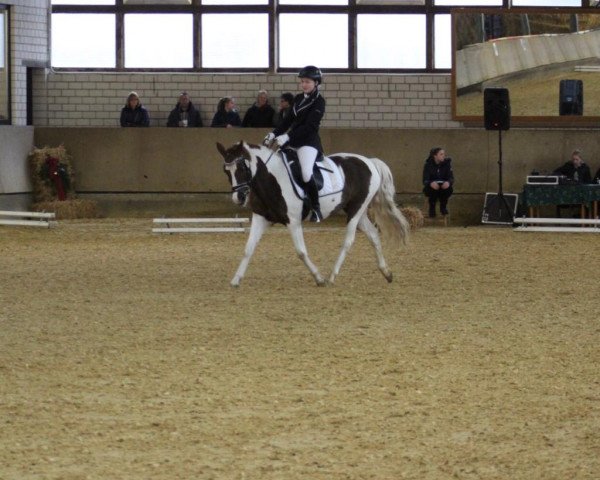 Dressage horse Destany 4 (unknown, 2004)