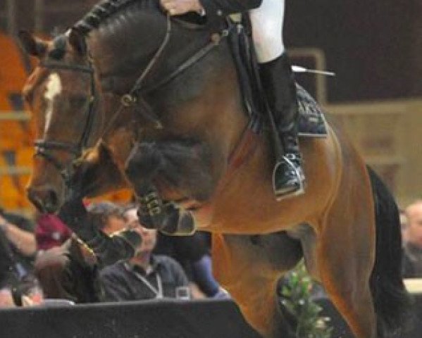 Caballo Gigolo van de Padenborre (Sangre caliente belga, 2006, de Quidam de Revel)