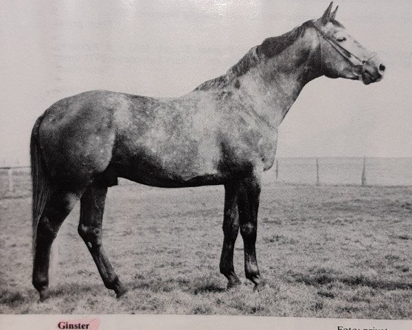 stallion Ginster (Trakehner, 1972, from Pregel)