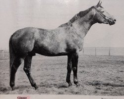 Deckhengst Ginster (Trakehner, 1972, von Pregel)