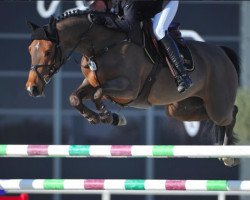 jumper Giulietta G (Welsh-Pony (Section B), 2011, from Gigolo van de Padenborre)