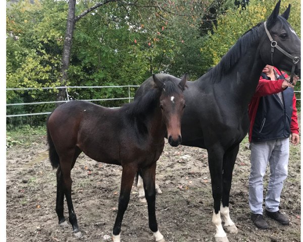 horse Chocolate (German Sport Horse, 2020, from Casallco)