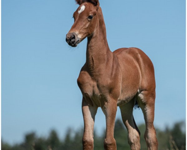 horse Pearly (German Sport Horse, 2020, from Perigueux)