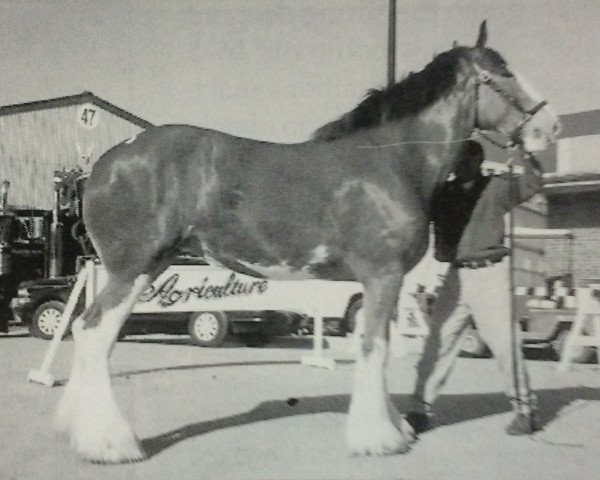 Zuchtstute Thistle Ridge Argyll Myriam (Clydesdale, 1995, von Commander Mark Argyll)