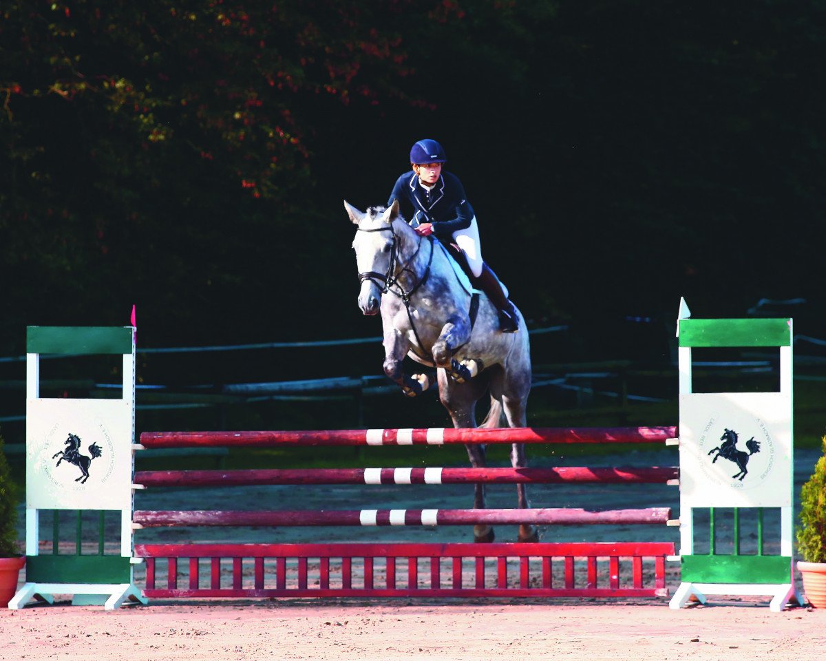 Springpferd Charming-Boy 5 (Deutsches Sportpferd, 2015, von Col's Cornet W)
