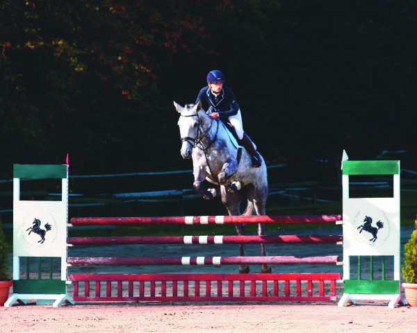jumper Charming-Boy 5 (German Sport Horse, 2015, from Col's Cornet W)
