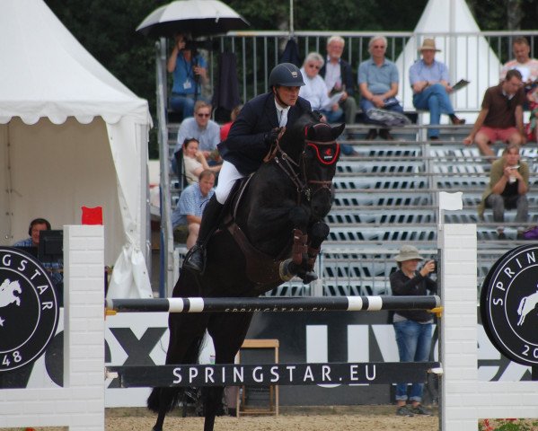 jumper Donald 558 (Hanoverian, 2011, from Diarado)
