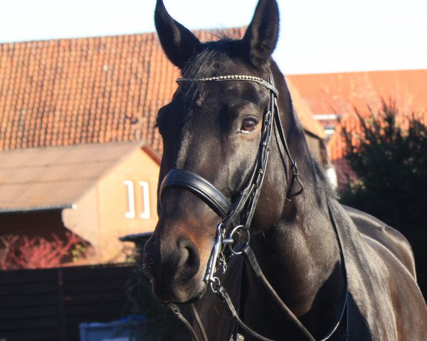 Dressurpferd Del Bondio (Hannoveraner, 2012, von Dante Weltino Old)