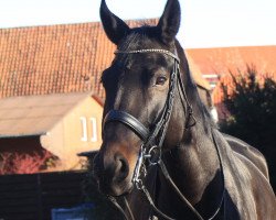 dressage horse Del Bondio (Hanoverian, 2012, from Dante Weltino Old)