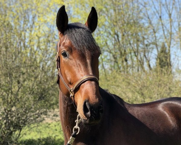 dressage horse Froop BE (Westphalian, 2015, from Fürst Fohlenhof)