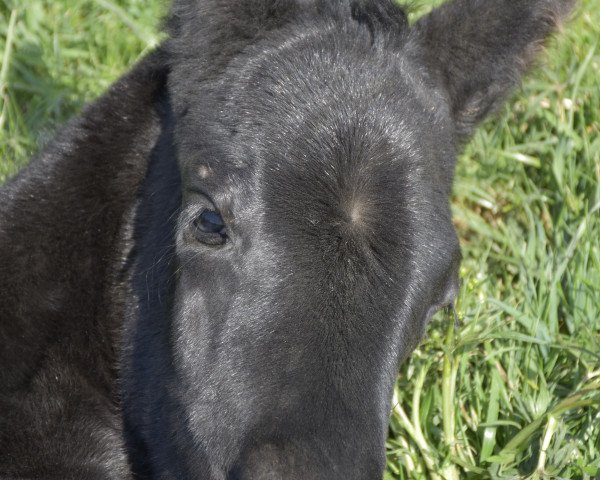 horse Orinoco Flow (Trakehner, 2020, from Hibiskus)